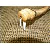 Image 2 : Small oosik with ivory tipped bear head and walrus with ivory tusks 7.5" long (33)