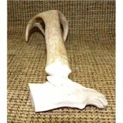 Very unique antler moose backscratcher 8" long (33)