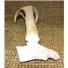 Image 1 : Very unique antler moose backscratcher 8" long (33)