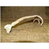 Image 3 : Very unique antler moose backscratcher 8" long (33)