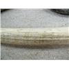 Image 11 : Huge walrus tusk 32" long by Rashidi with  whaling scene entitled "Whaler Navarch among ice" (33)