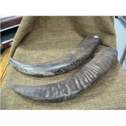 Pair of horns 21" (33)