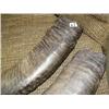 Image 2 : Pair of horns 21" (33)
