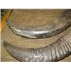 Image 3 : Pair of horns 21" (33)