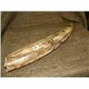 Image 1 : Beautiful highly polished fossilized walrus tusk with green, red, brown and yellow 20" (33)