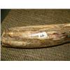 Image 2 : Beautiful highly polished fossilized walrus tusk with green, red, brown and yellow 20" (33)