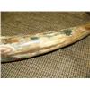 Image 3 : Beautiful highly polished fossilized walrus tusk with green, red, brown and yellow 20" (33)