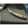 Image 4 : Beautiful highly polished fossilized walrus tusk with green, red, brown and yellow 20" (33)