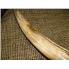 Image 5 : Beautiful highly polished fossilized walrus tusk with green, red, brown and yellow 20" (33)