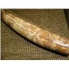 Image 6 : Beautiful highly polished fossilized walrus tusk with green, red, brown and yellow 20" (33)