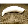 Image 4 : Whale's tooth with whaling scene 8" long by Rashidi (33)