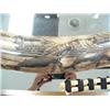 Image 4 : Huge outrageous fossilized mastodon tusk 40" long  with whaling scene, sailor, walrus, whales, schoo