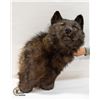 Image 1 : WOLF HEAD MOUNT - GENUINE PELT