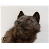 Image 2 : WOLF HEAD MOUNT - GENUINE PELT