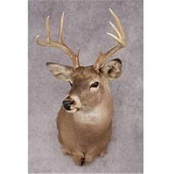 Valley View Taxidermy - Shoulder Mount