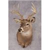 Image 1 : Valley View Taxidermy - Shoulder Mount