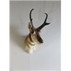Image 2 : Valley View Taxidermy - Shoulder Mount