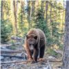 Image 10 : Black Bear Hunt with ADI Hunts, Saskatchewan, Canada