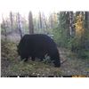 Image 15 : Black Bear Hunt with ADI Hunts, Saskatchewan, Canada