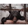 Image 21 : Black Bear Hunt with ADI Hunts, Saskatchewan, Canada