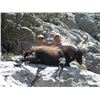 Image 16 : Beceite Ibex or Iberian Red Stag Hunt in Zaragoza Spain Donated by 4 Aces Outfitters