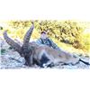 Image 8 : Beceite Ibex or Iberian Red Stag Hunt in Zaragoza Spain Donated by 4 Aces Outfitters