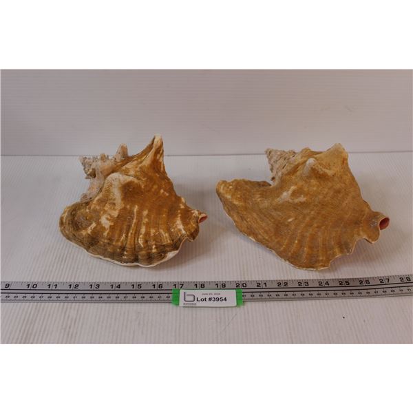 (2) Conch Shells