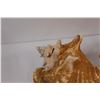 Image 2 : (2) Conch Shells