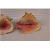 Image 4 : (2) Conch Shells