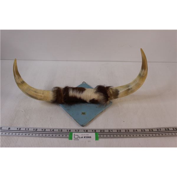 Bull Horns Mounted