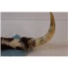 Image 3 : Bull Horns Mounted