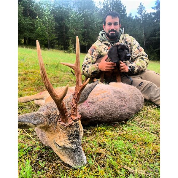 Hunt Chamois or Roe Deer in Spain