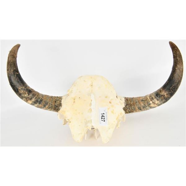 Decorative Man Cave Cow Skull