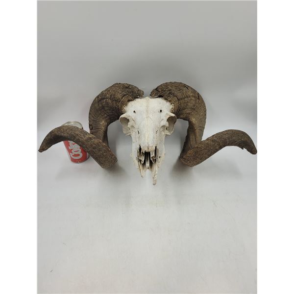 Vintage Ram Skull
