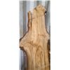 Image 6 : BIRCH AIR DRIED LIVE EGDE SLAB 12"W X 96" LX 2 3/4" THICK