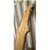 Image 7 : BIRCH AIR DRIED LIVE EGDE SLAB 12"W X 96" LX 2 3/4" THICK