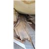 Image 8 : 18- BIRCH AIR DRIED LIVE EDGE SLABS 8"- 12" W  X  12.5 FT L  X  1" THICK