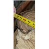 Image 2 : BIRCH AIR DRIED LIVE EDGE SLAB  13-20"  W  X  65" L  X 2 " THICK