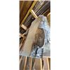 Image 1 : 2 PCS OF BIRCH AIR DRIED LIVE EDGE SLABS  36"  W  X  24 " L  X 2 3/4 " THICK MATCHES LOT 232-235