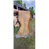 Image 2 : BIRCH AIR DRIED LIVE EDGE SLAB  21 - 31"  W  X  66 " L  X 2 3/4 " THICK MATCHES LOT 246-250