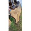 Image 10 : BIRCH AIR DRIED LIVE EDGE SLAB  23 - 31"  W  X  67 " L  X 2 3/4 " THICK MATCHES LOT 246-250