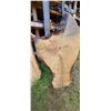 Image 6 : BIRCH AIR DRIED LIVE EDGE SLAB  23 - 31"  W  X  67 " L  X 2 3/4 " THICK MATCHES LOT 246-250