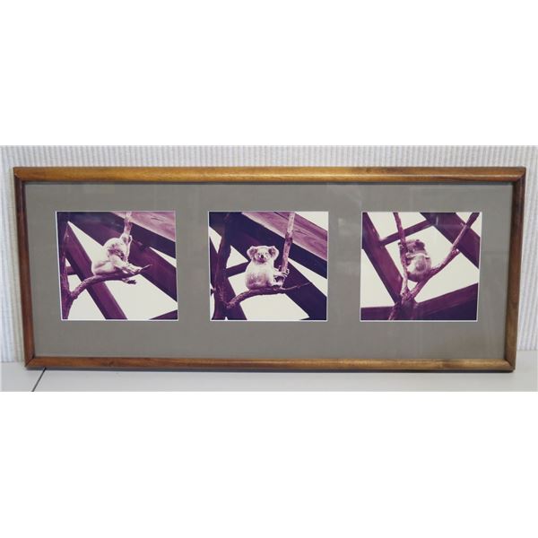 Trio Koala Photographic Artwork, Framed 30" x 12" (frame size)
