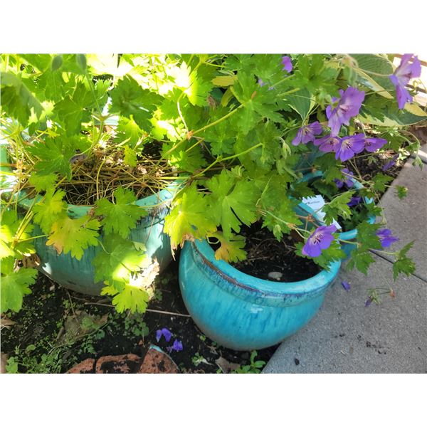 Turquoise Planters A