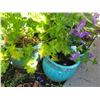 Image 1 : Turquoise Planters A