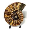 Image 1 : 19)  LARGE NATURAL SPLIT AMMONITE FOSSIL SPECIMEN