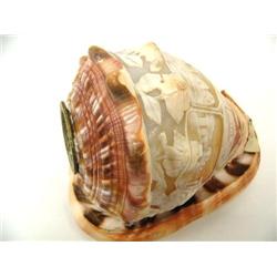 6" Cameo Carved Shell c. 1900 (2)