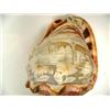 Image 2 : 6" Cameo Carved Shell c. 1900 (2)