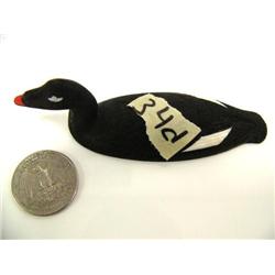 CHOICE on 5 Al Mayac birds: white winged scoter (2)