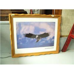 Reprint of bald eagle with fish kill by the Anchorage Daily News, photograph taken by Bob Hallinen, 